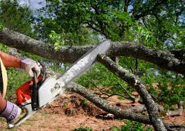 Trusted Burnsville, MN Tree Removal and Landscaping Services Experts